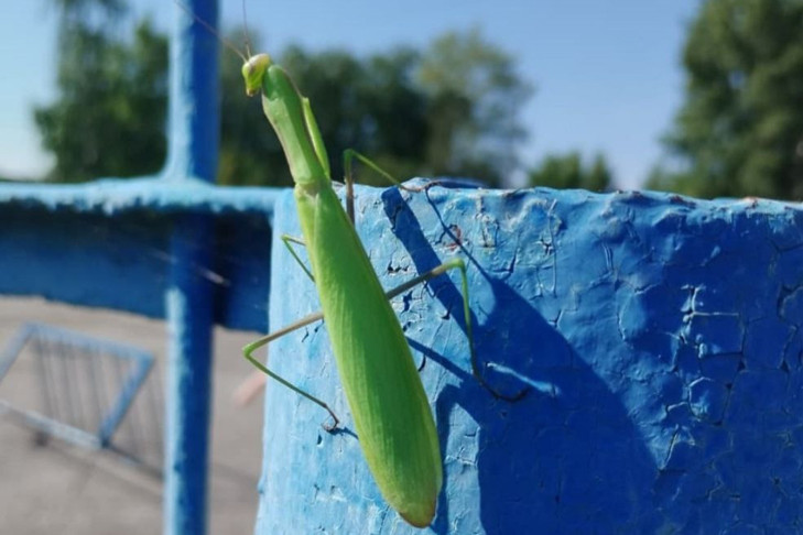 Огромного каннибала сфотографировали под Новосибирском