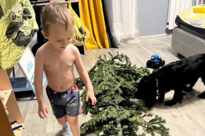 Это не клещи, а жуки: новосибирцы ищут насекомых на новогодних елках