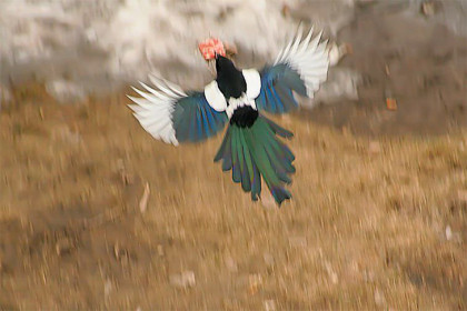 В Новосибирске появились сороки-оборотни