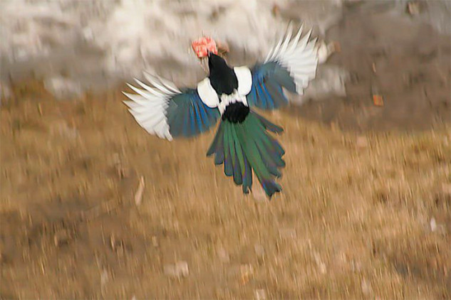 В Новосибирске появились сороки-оборотни