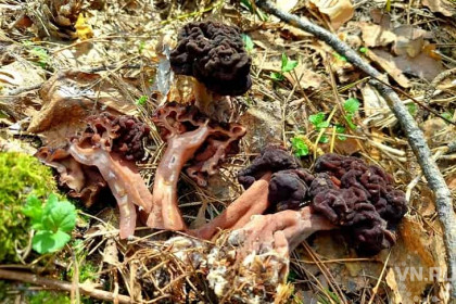 Неизвестные науке черные грибы найдены под Новосибирском