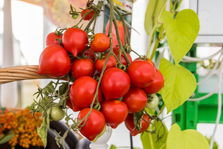 Агроном Шубина запретила новосибирцам обрывать цветы на томатах