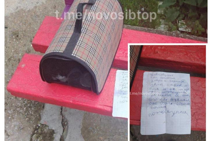 Содержание записки рядом с брошенной кошкой Маркизой растрогало новосибирцев