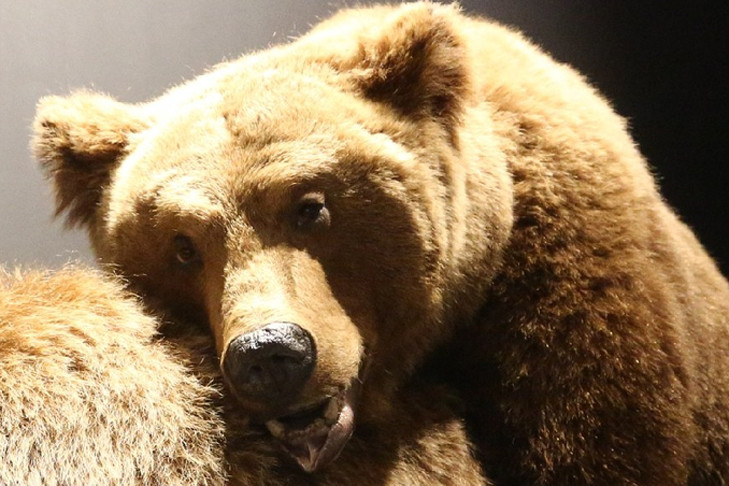 «Они едят все»: новосибирцев предупредили об опасности осеннего леса