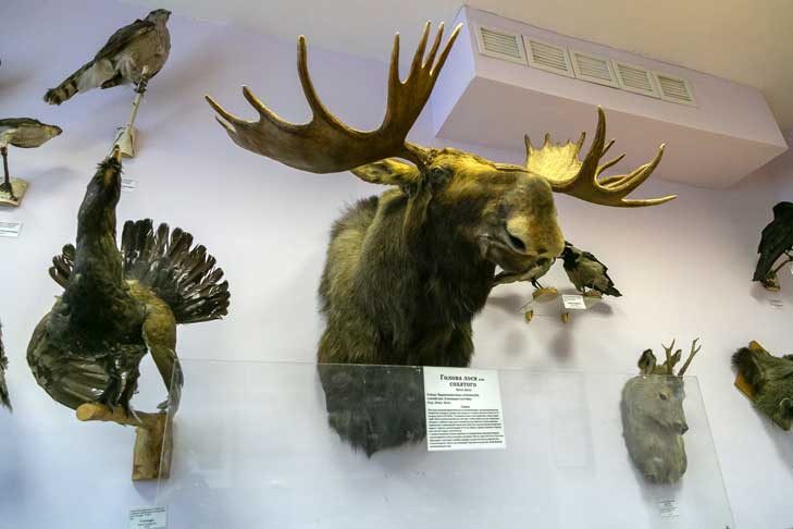 Точные даты сезона охоты на косуль, медведей и лосей назвали в минприроды Новосибирской области