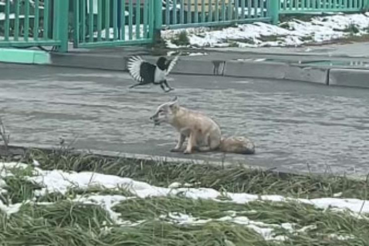 Лисицы начали охотиться на мышей во дворах Новосибирска