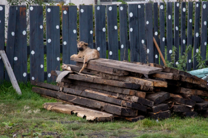 Лающий в ночи собаковод напугал жителей Плющихи в Новосибирске