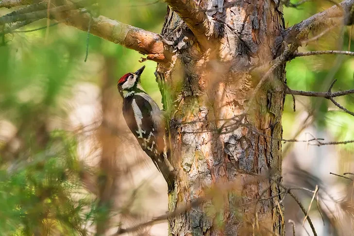 Солнце согреет новосибирцев в день Скирдников 10 сентября перед похолоданием