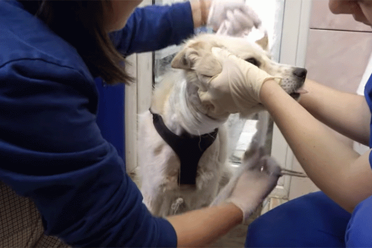 Пса с вросшим в кожу ошейником спасли новосибирские волонтеры