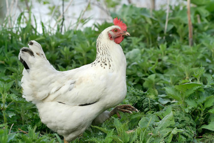 Заступилась за курицу: женщина избила шваброй соседа в Барабинске