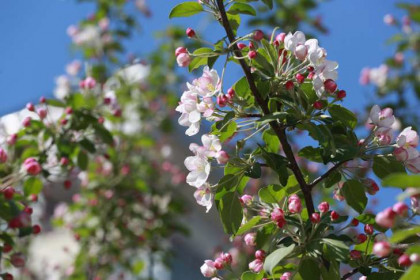 Как спасти плодовые деревья от майских заморозков, рассказала агроном Шубина