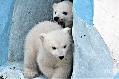 Медвежат Шайни и Норди разлучили в Новосибирском зоопарке 