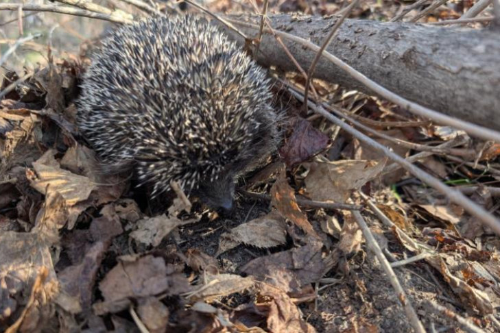 Ежи раньше срока из-за теплой весны проснулись в Новосибирске