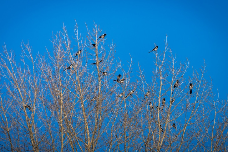 Перелетных птиц за два дня пересчитают волонтеры в Новосибирске