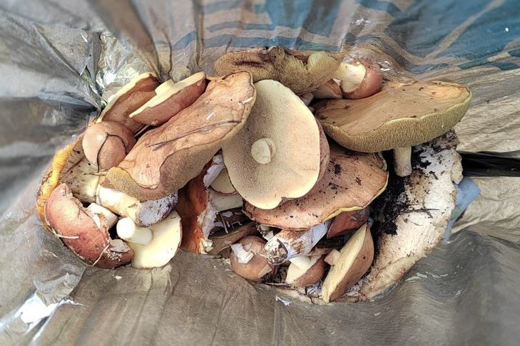 Самое грибное место найдено в Новосибирской области