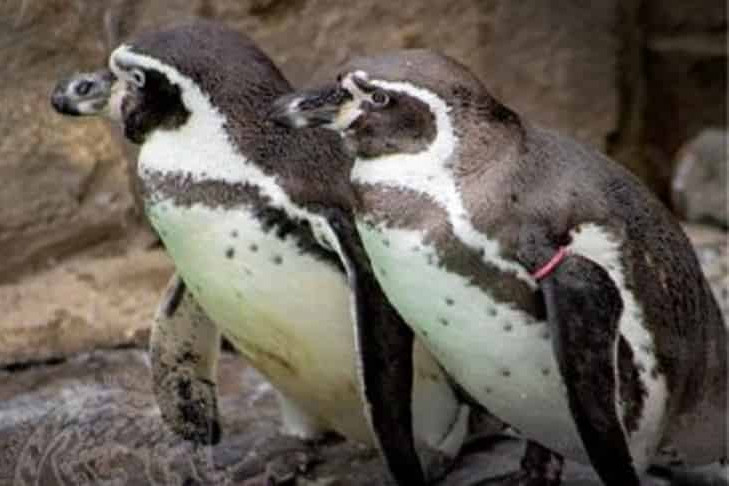 В Новосибирском зоопарке у семьи пингвинов Тутти и Ковальский появился детеныш