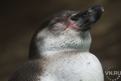 Фото важного пингвина Гумбольдта показал Новосибирский зоопарк