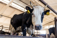 Первые пункты помощи новосибирцам развернуты в районах изъятия скота