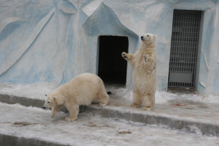 В Новосибирском зоопарке опровергли отправку любимцев сибиряков в Таиланд