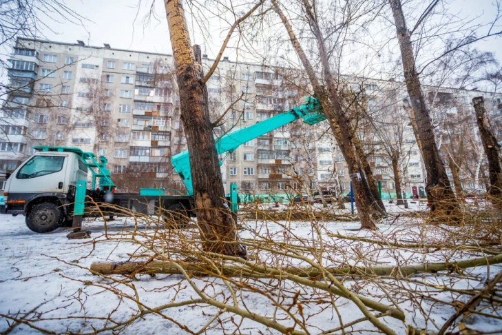 Дело о вырубке деревьев на Ипподромской дошло до прокуратуры в Новосибирске