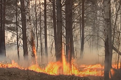 Лес горит в Болотнинском районе