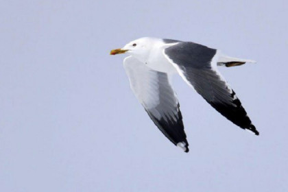 Серебристые чайки с хохотом пролетели над Западным жилмассивом 