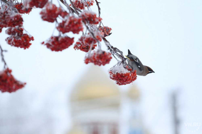 Орнитолог объяснил отсутствие пьяных свиристелей на улицах Новосибирска 
