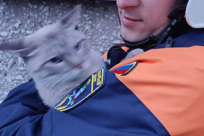 Кот и женщина-кошка застряли на дереве в Новосибирске