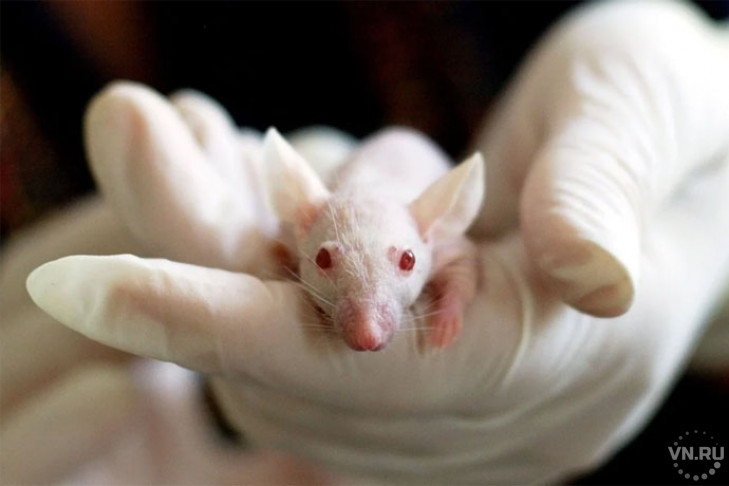Кефирную вакцину от коронавируса испытали на мышах. Хомяки будут следующими