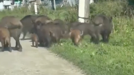 Дикие животные вышли к сёлам в Новосибирской области