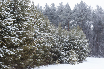 Цены на новогодние елки не меняются шесть лет в Новосибирске