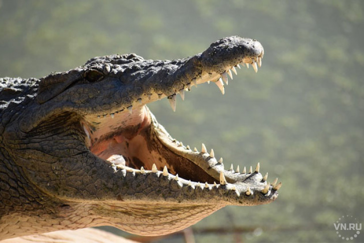 Крокодил вырвался на свободу в Новосибирске