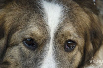 Без глаза оставят волонтеры собаку в Куйбышеве