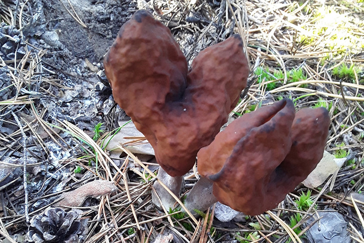 Загадочные сердечки на палочках повстречали грибники в лесу под Новосибирском
