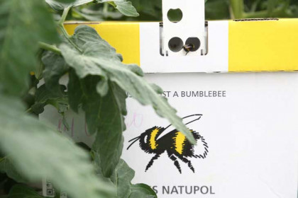 Пчелы погибли в двух деревнях Новосибирской области из-за распыления химикатов