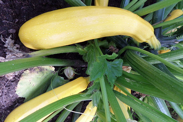 Секреты выращивания вкусных кабачков назвала новосибирцам эксперт Ирина Лебедева