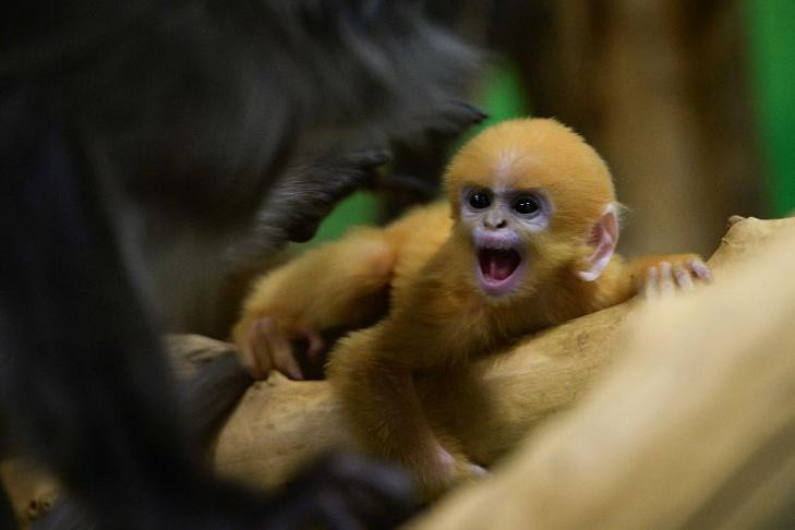 Оранжевый малыш стал пятым в семье очковых лангуров в Новосибирском зоопарке