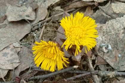 Новосибирцев восхитили огромные плантации желтых цветов вдоль Бердского шоссе