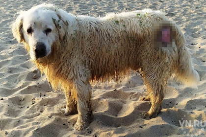 Несчастный пес Марли пять лет бродит по пляжу Академгородка