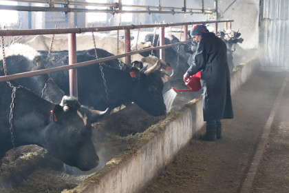 Почему крестьяне избавляются от коров в Чистоозерном районе