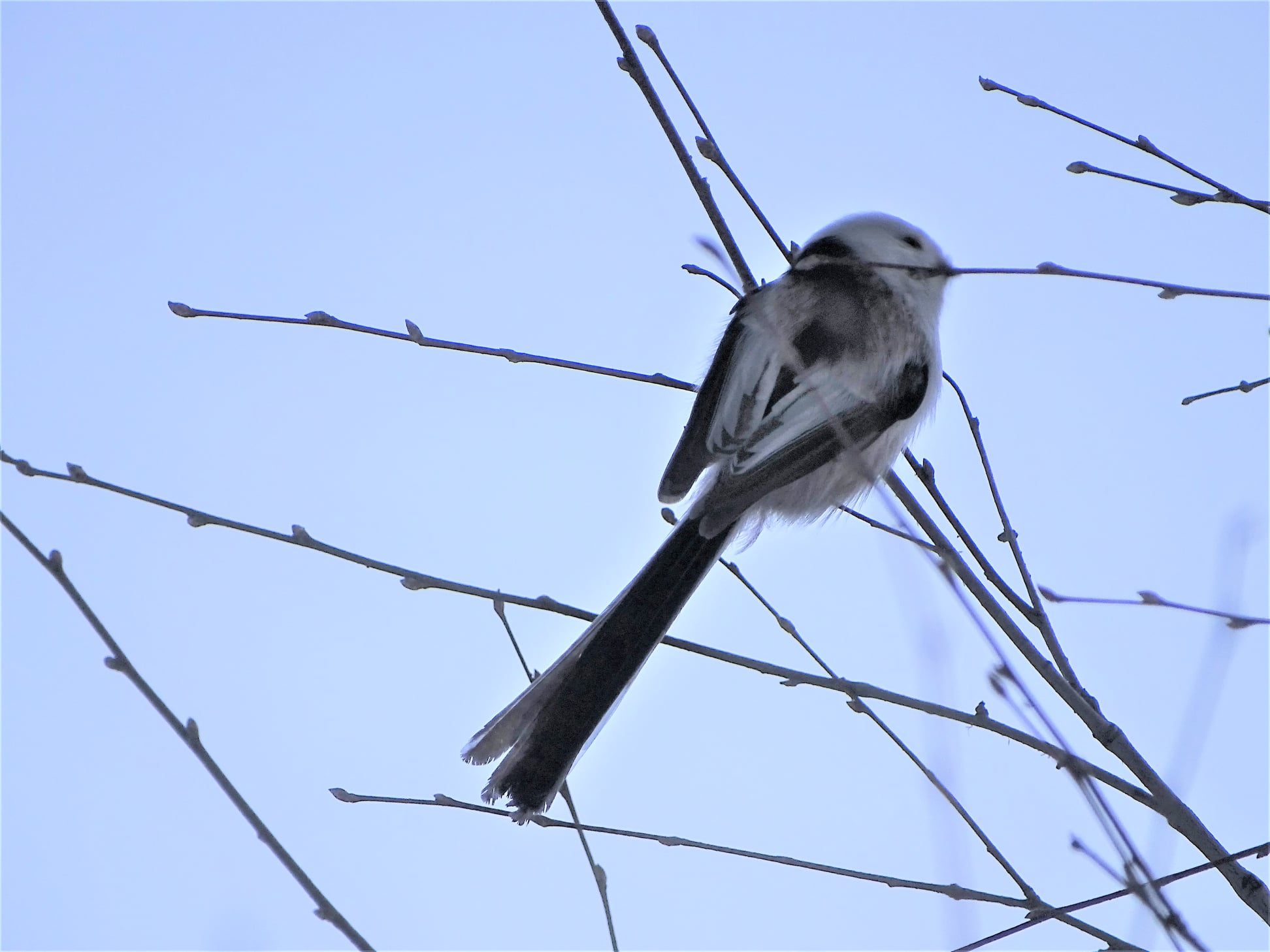 Не замеченная серая птичка выпорхнула из кустов. Птицы Новосибирской области. В Новосибирска необычная птица. 10 Птиц. Где живет синичка длиннохвостая.