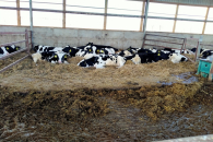 Новосибирская ветслужба рассказала о работе крупных хозяйств в режиме карантина