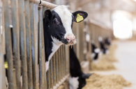 В районах изъятия животных в регионе развернуты пункты помощи пострадавшим жителям