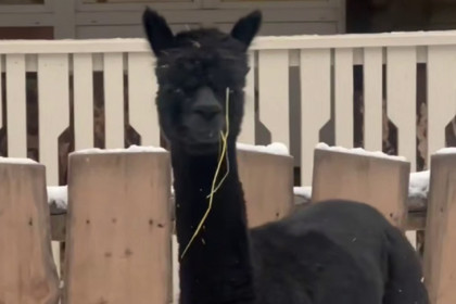 Альпака из Подмосковья начала новую жизнь в зоопарке Новосибирска