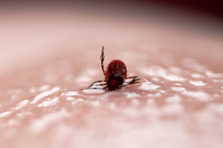 Эффективность народных способов борьбы с клещами оценила профессор Костюченко