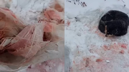 Под Новосибирском волонтёры спасли избитого до слепоты пса