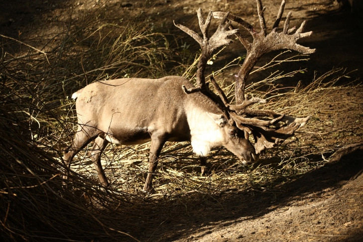 Лоси и косули расплодились в лесах Новосибирской области