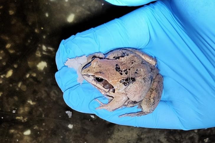 Жители Академгородка по ночам переводят лягушек через дорогу