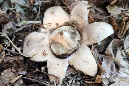 Редчайший гриб в форме звезды нашла в лесу жительница Новосибирска