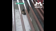 В Новосибирске спасатели вернули потерявшегося кота хозяйке